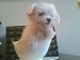 Regalo Bichon Maltes Toy.... - Foto 1