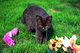 Regalo british shorthair gatito del chocolate