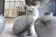 Regalo british shorthair gatitos pedigree !!!