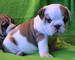 Regalo machos y hembras cachorros bulldog ingles