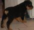 Rottweiler pedigree boy venta barato