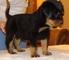 Rottweiler pedigree cachorros en venta