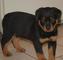 Rottweiler Stud Kc Reg - Foto 1