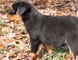 Rottweiler x rhodesian ridgeback cachorros para la venta