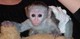 Veterinario comprobado sana monos para la adopción
