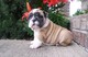 3 adorable bulldog Inglés para la venta - Foto 1