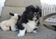 4 perritos pekingese para buen hogar
