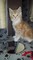 6 Maine Coon gatitos - Foto 3