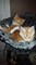 6 Maine Coon gatitos - Foto 4