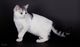 ¡¡Actualizado!! Gatitos tica Reg Americano de Pelo Corto - Foto 1