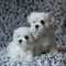 Adorables cachorros malteses pendientes - Foto 1