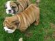 Akc cachorros bulldog inglés registrados