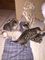Bengala pedigrí, gatitos Tica registrados - Foto 1