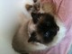 Birman gatitos - Foto 1