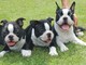 Boston terrier cachorros en venta