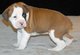 Boxer cachorros disponibles para realojamiento