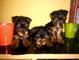 Cachorritos de yorkshire eee - Foto 1