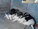 Cachorros akita enero 2016 - Foto 1