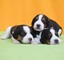 Cachorros beagle pendientes adorables