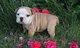 Cachorros Bulldog Inglés disponibles - Foto 1