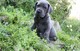 CACHORROS DE GREAT DANE buen hogar - Foto 1