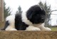 Cachorros de newfoundland listo