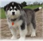 Cachorros malamute de alaska listo macho y hembra