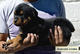 Cachorros Rottweiler - Foto 1