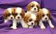 Cavalier King Charles cachorros de raza pura - Foto 1