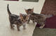 Dulces gatitos de Bengala magníficos para la adopción - Foto 1