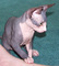 Gatitos sphynx femeninos masculinos y preciosa - Foto 1