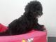 Hermosos cachorros french poodle machos (caniche)