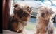 Los cachorros hermosos Morkie - Foto 1