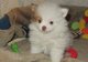 Los cachorros Pomerania masculinos y femeninos - Foto 1