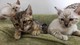 Los gatitos de Bengala - Foto 1