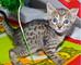 Masculino excepcional y gatitos sabana hembra para la adopción - Foto 1