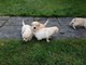 Preciosos cachorros de labrador dorado claritos