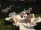 Preciosos cachorros de Labrador dorado claritos - Foto 3