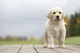 Regalo Cachorros de labrador con pedigre afijo y garantia - Foto 1