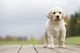 Regalo cachorros de labrador con pedigre afijo y garantia