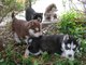 Regalo Cachorros de Siberian Husky - Foto 1