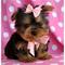 Regalo cachorros yorkshire terrier mini toy con pedigri