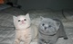 Regalo camada british shorthair