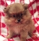 Regalo pomerania linea americana con pedigree