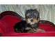 Regalo yorkie minis. camandas con pedegree y garantias