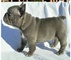 Registrada azules cachorros de bulldog francés disponibles