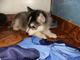 Varón sano y cachorros husky siberiano hembra