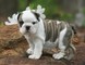 Adorables cachorros de bulldog inglés