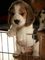 Beagle cachorros pura raza - Foto 1