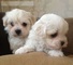 Bichon maltes toy por regalo - Foto 1